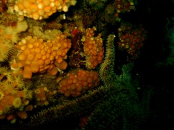 " Estrella de Mar ". Starfish in Robinson Crusoe Island, ... by Andrés Sendra R. 